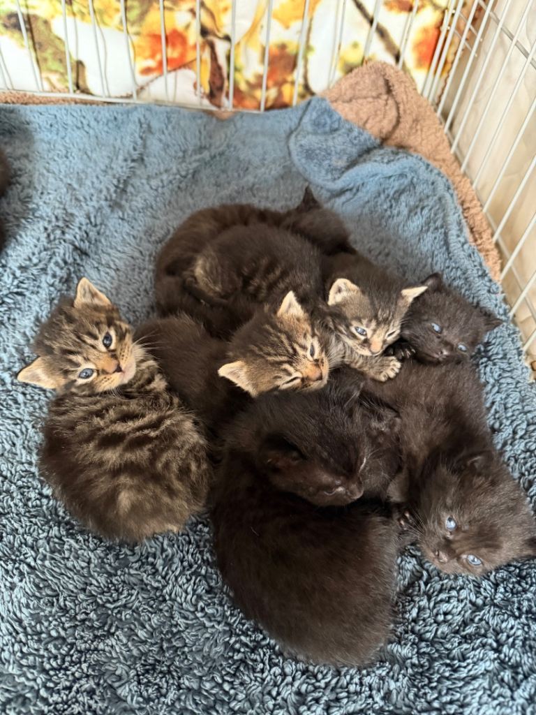 Beautiful kittens