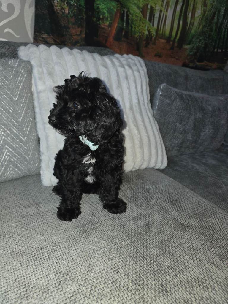 Cockapoo puppy