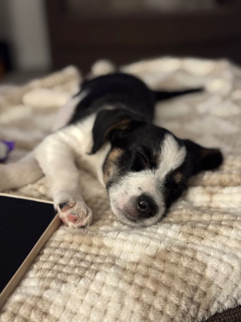 Border Terrier puppy
