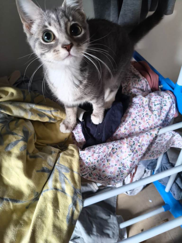 1 female blue and white tabby kitten.