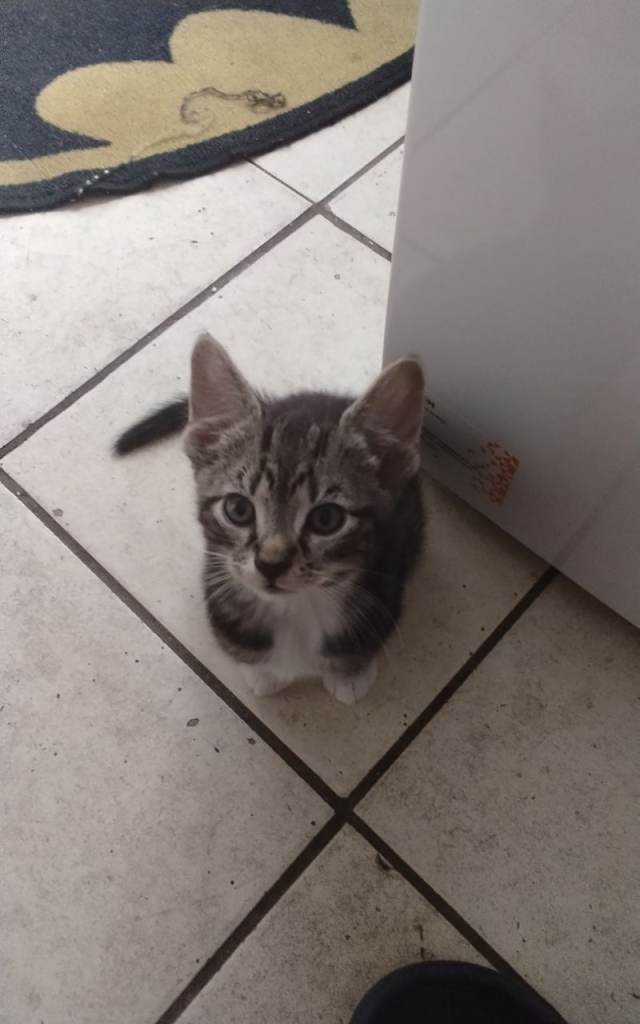 4 kittens for good home 