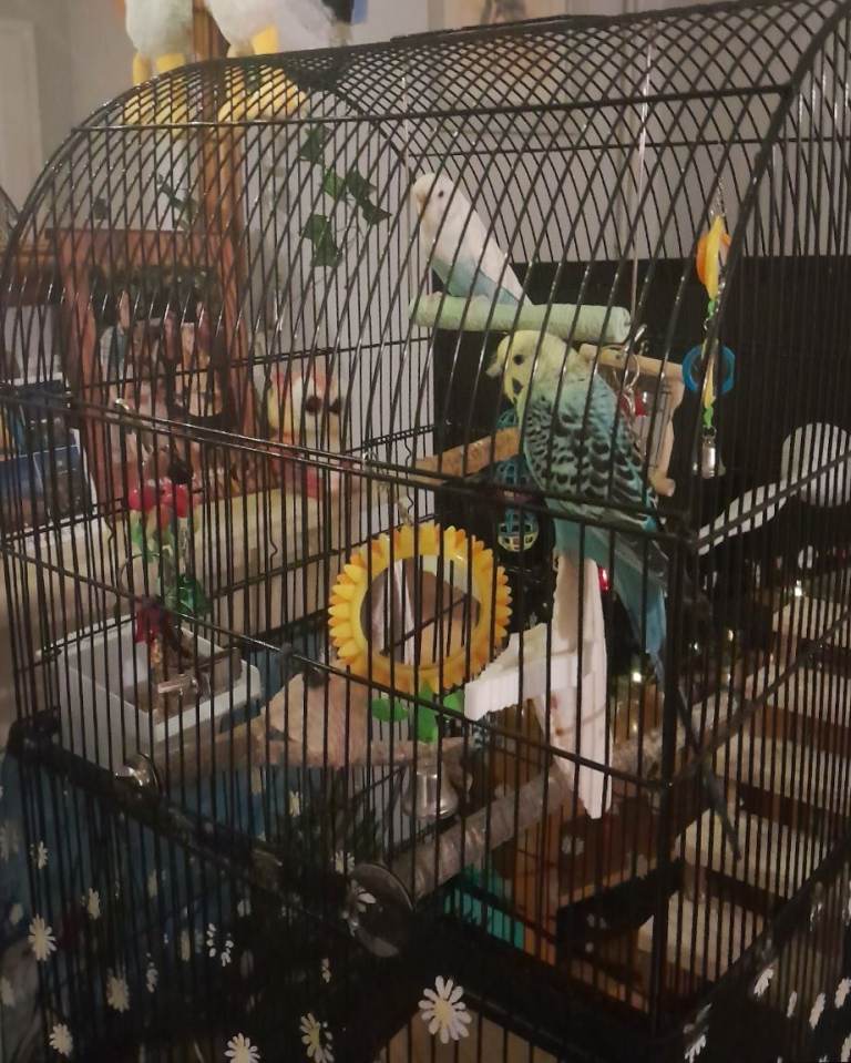 2 x Beautiful budgies and cage