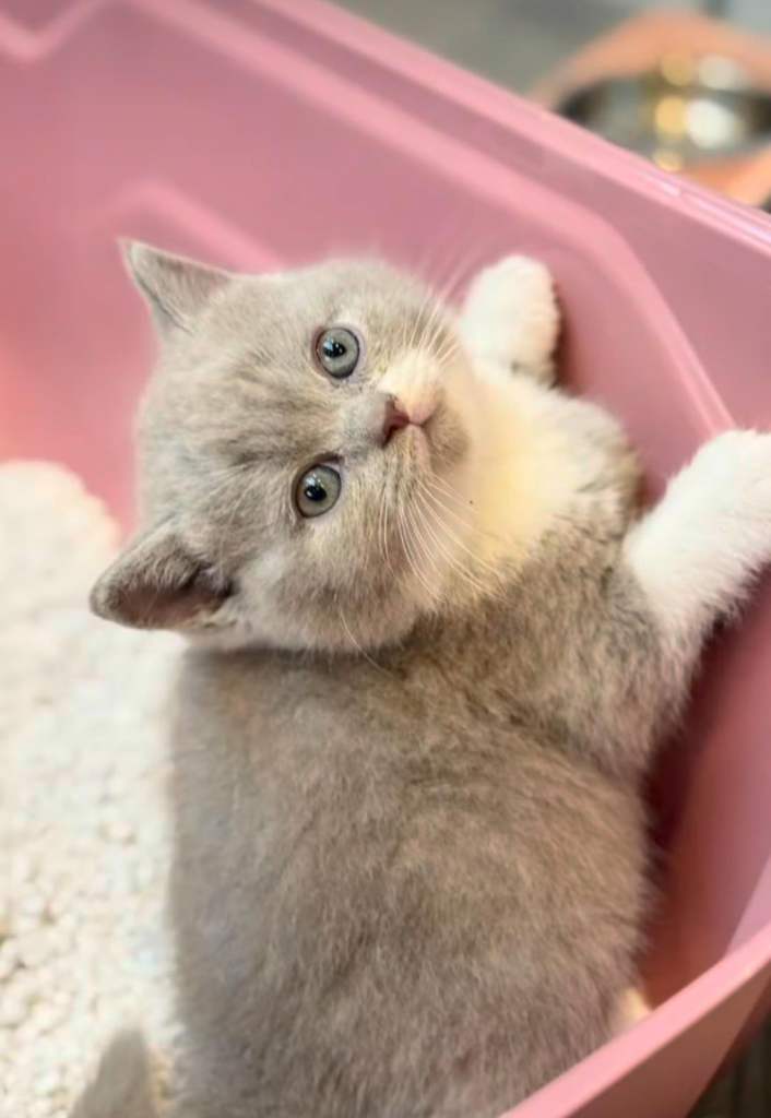 Cute British Shorthair Kittens 