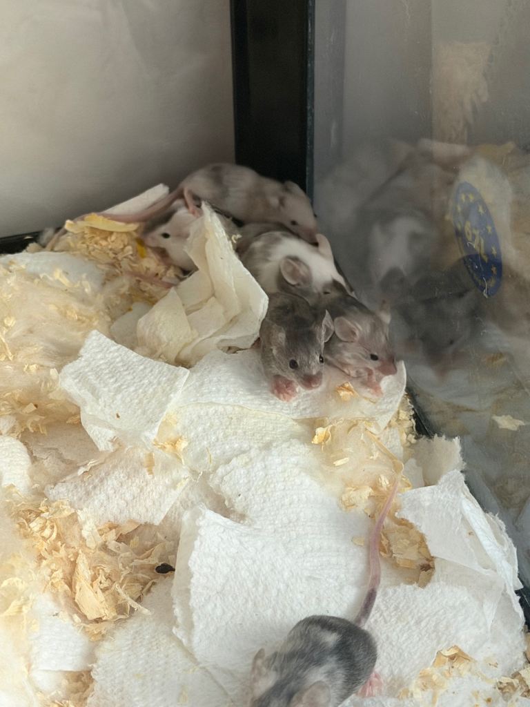 Baby mice for sale- ready now! 