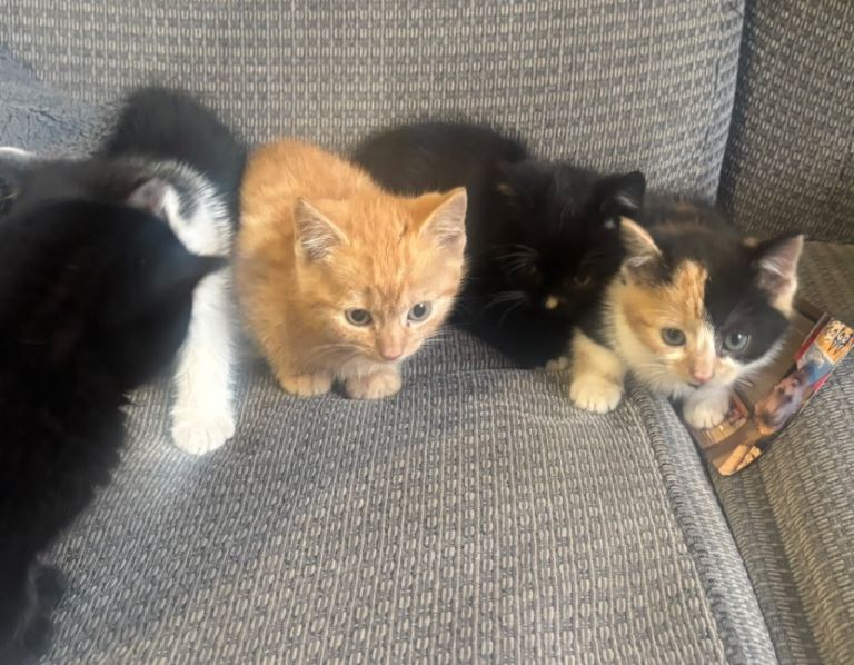 (Only 2 left ) British short hair kittens ready 