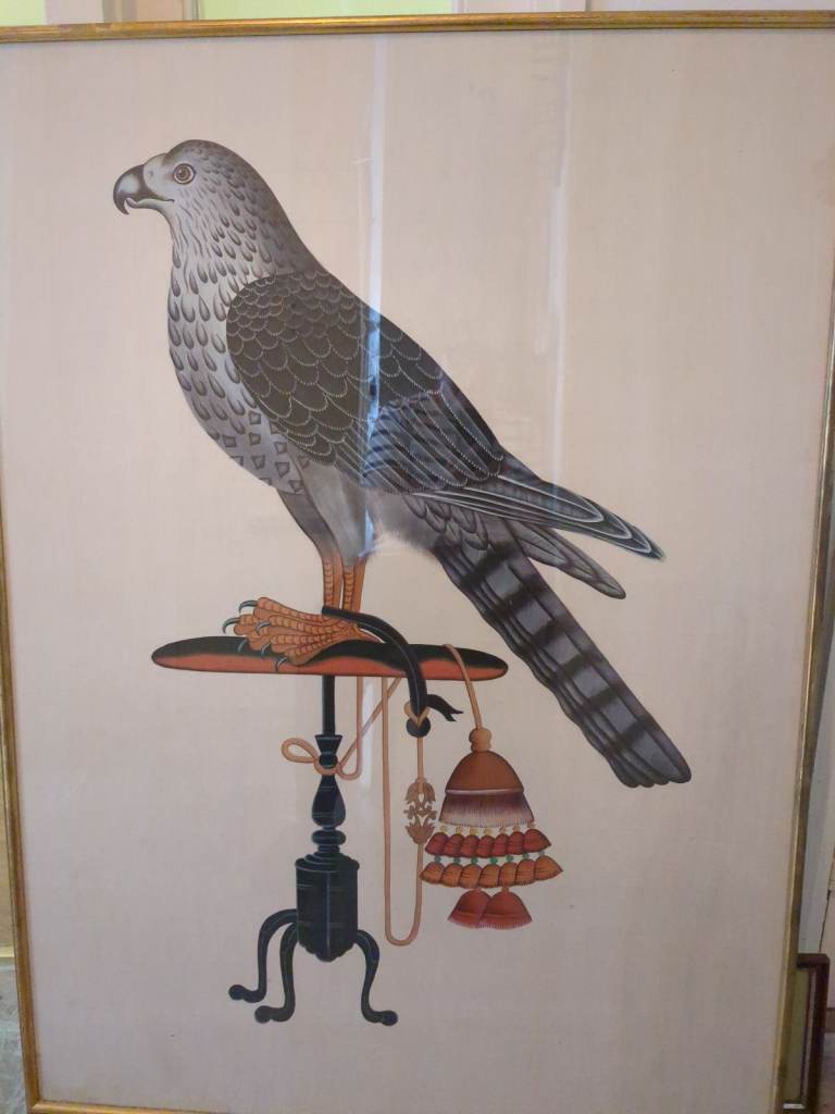 Framed Falcon Bird Picture Print – Good Condition