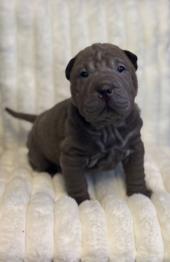Chinese sharpei puppies 
