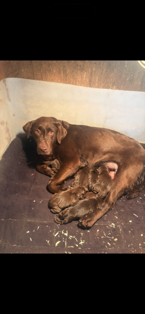Chocolate Labrador puppies 