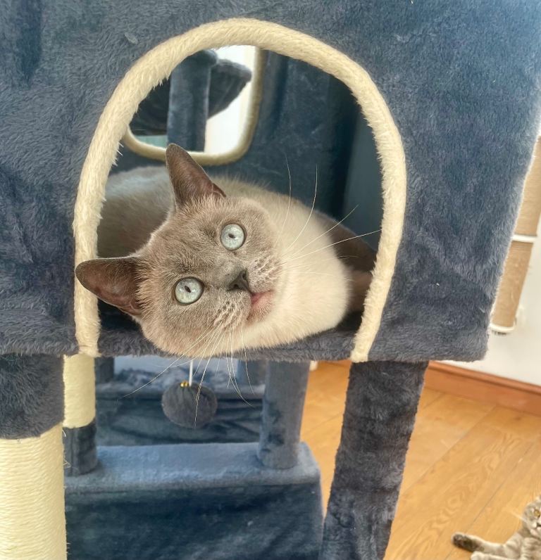 British shorthair female for sale 