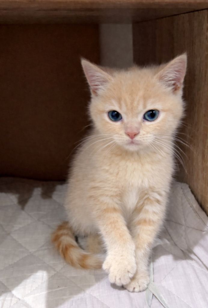 3rd Generation British Shorthair Male