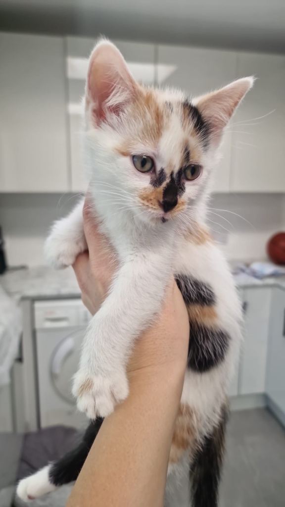 Female Kitten – Ready to leave 