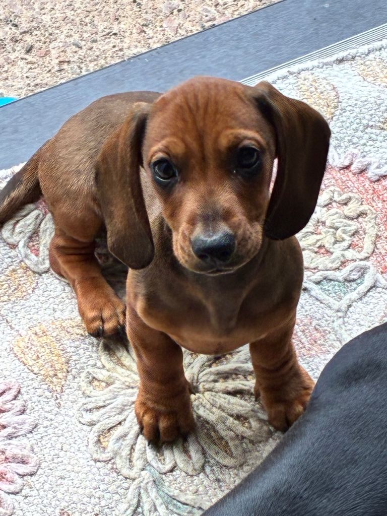 Mini dachshund miniature boy