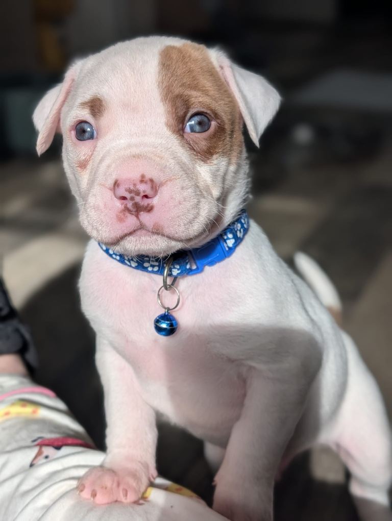 (READY TO VIEW NOW) American Bulldog puppies in Aviemore
