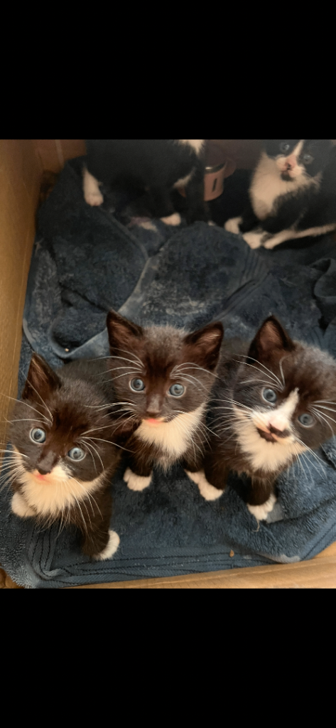 Beautiful kittens ready now 1 BOY AND 1 GIRL LEFT 
