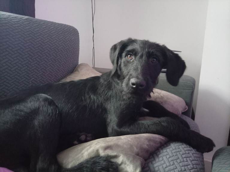 1 black girl left (orange writing) Labradoodle pups.