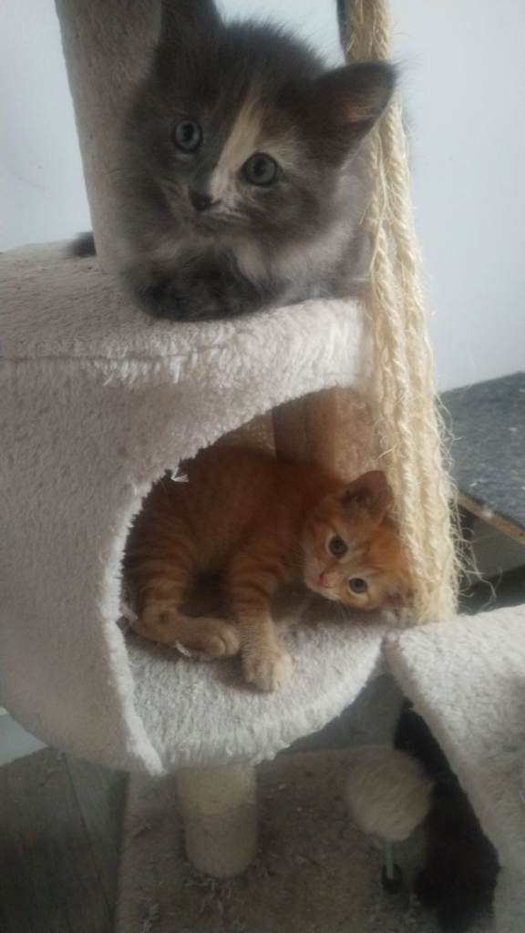 Sweet kittens