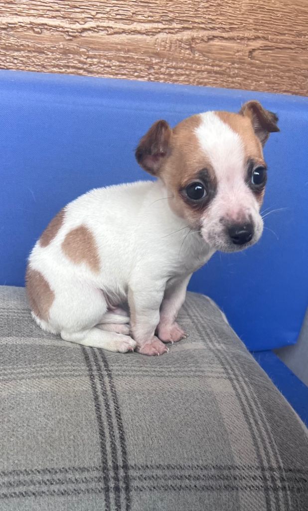 Jack Russell boy 