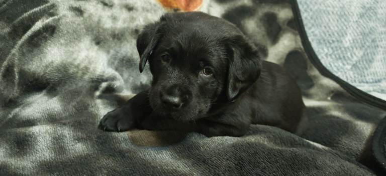 Gorgeous Labrador Retriever puppies 