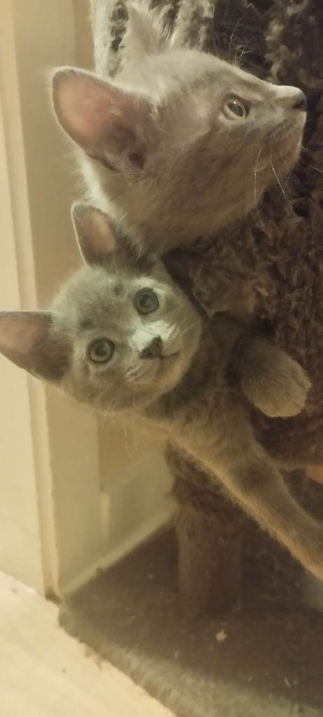 Russian blue kittens
