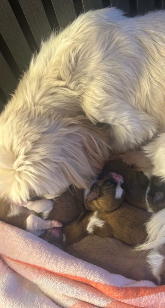 Shih Tzu puppies 