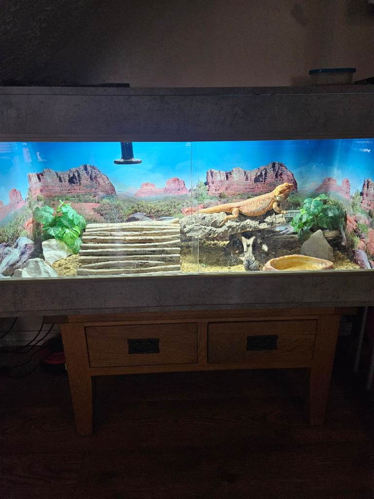 Bearded dragon 