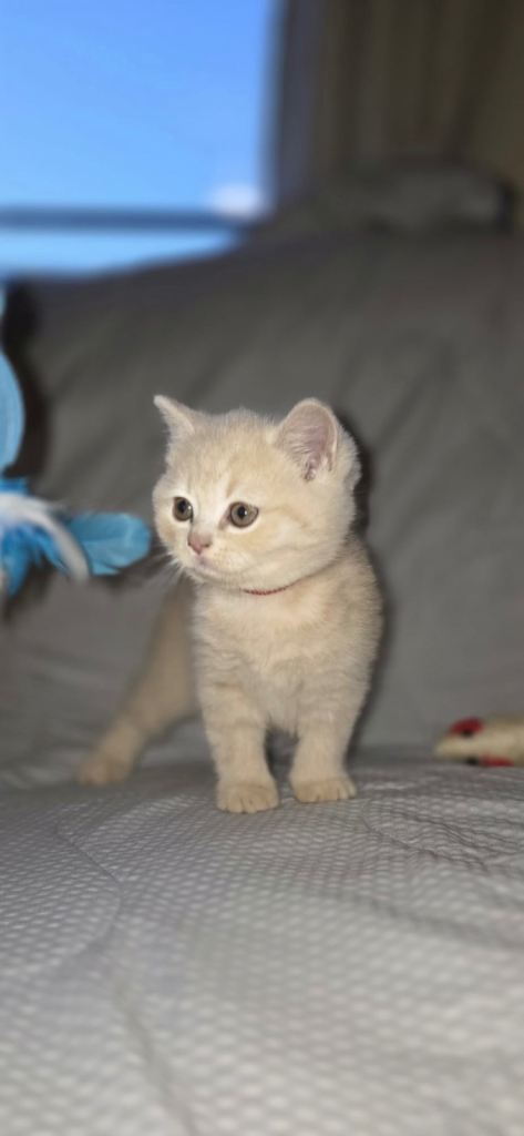 British Shorthair GCCF pedigree 