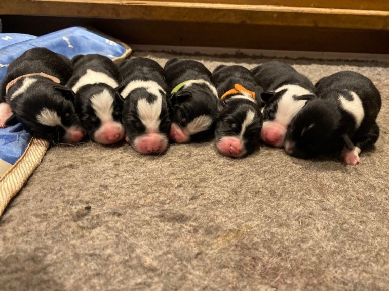 Border collie pups for sale 