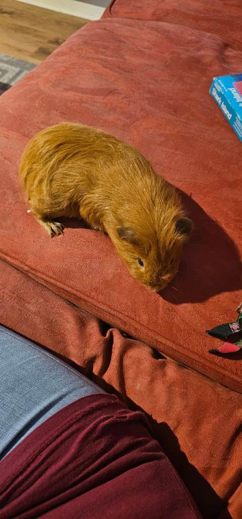 Baby gunea pig ( male )