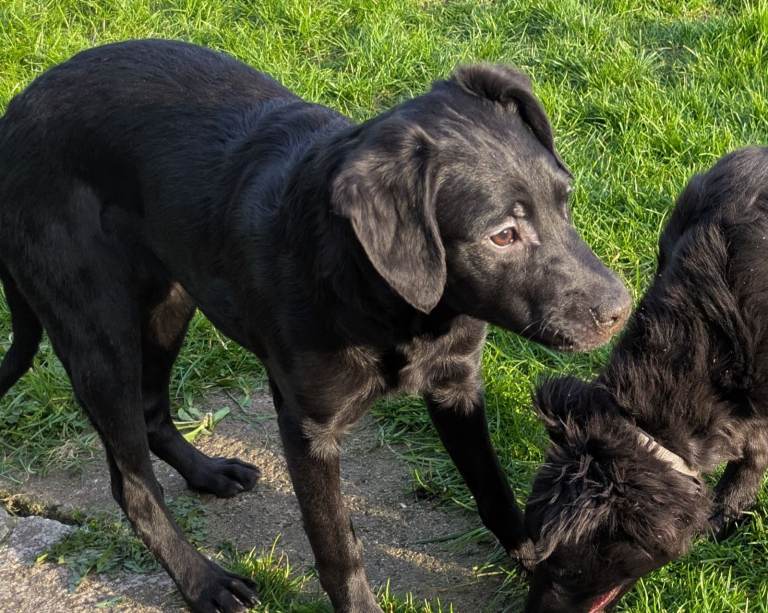 Labrador x Whippet x Rough Collie (Lassie) x Lurcher Cross