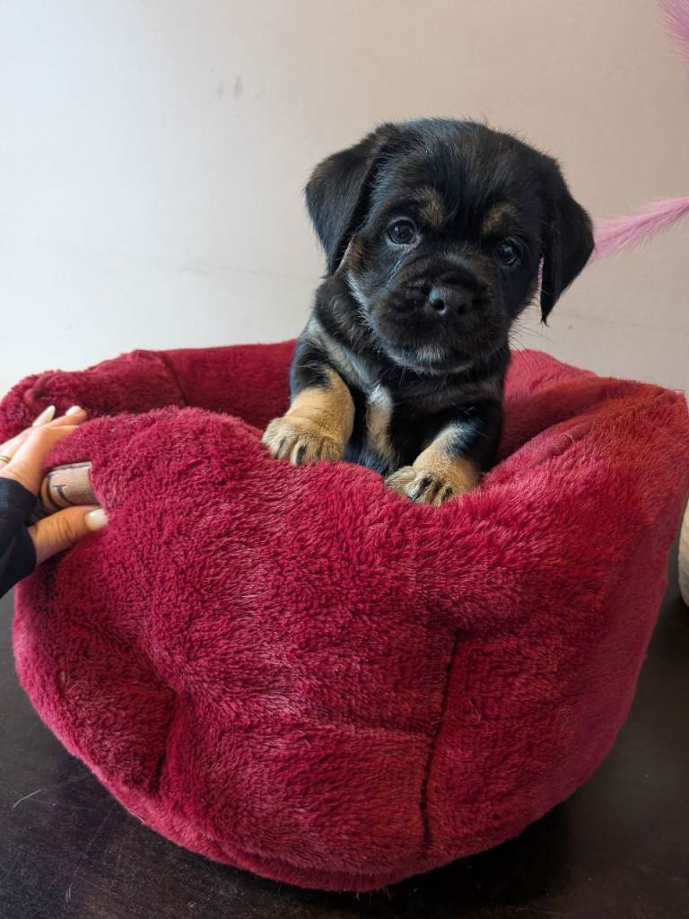 Mixed breed pug puppies