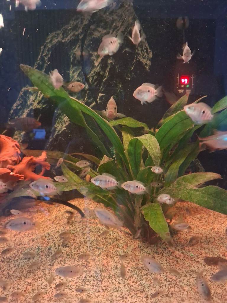 tropical Fish