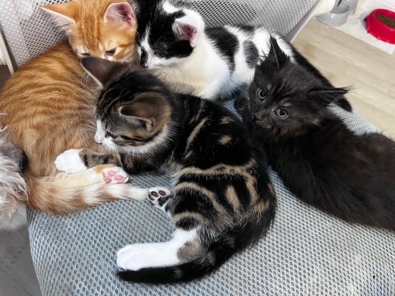 Kitten 8 weeks old 
