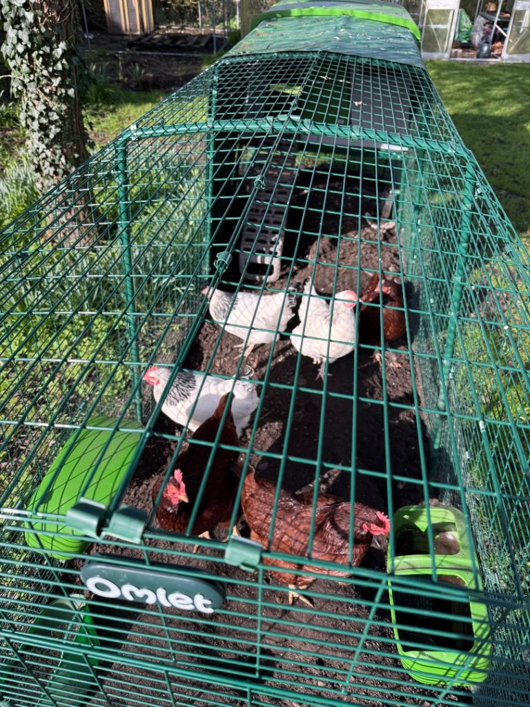 Three Light Sussex young hens 