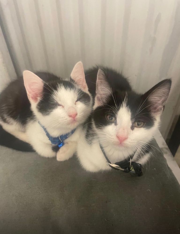 2 beautiful kittens for sale 