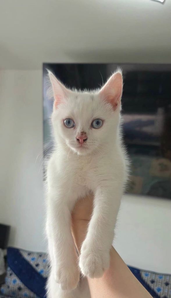 Beautiful Cat for Sale