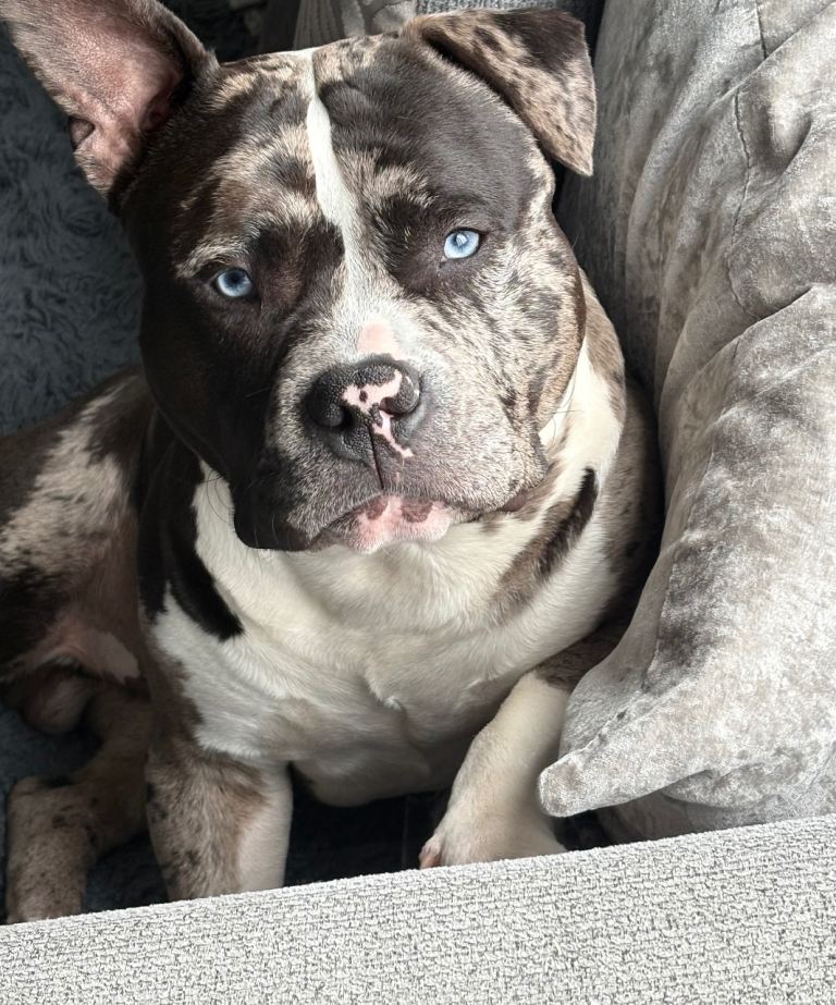 Banksy (merle) 