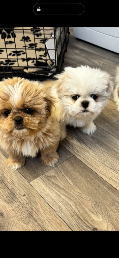 Shih Tzu  puppy’s 