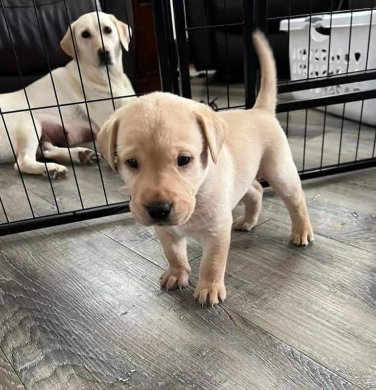Labrador puppies 