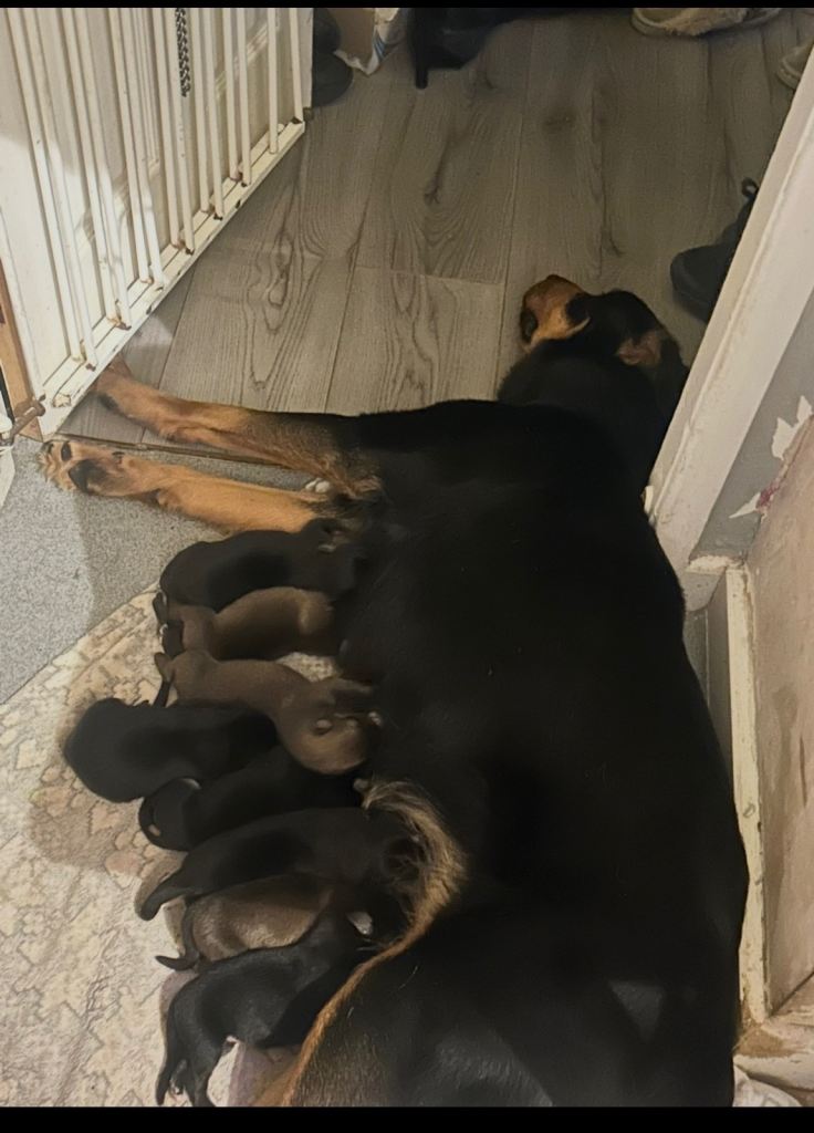 Belgian Malinois x pups for sale