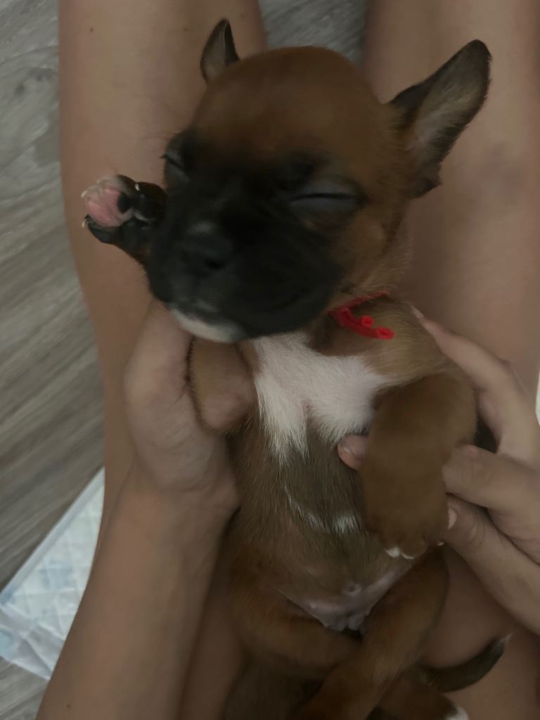 Pedigree boxer puppies ready for their forever homes 