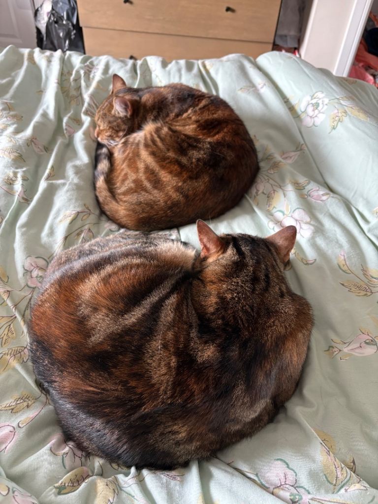 2 Bengal mix girls