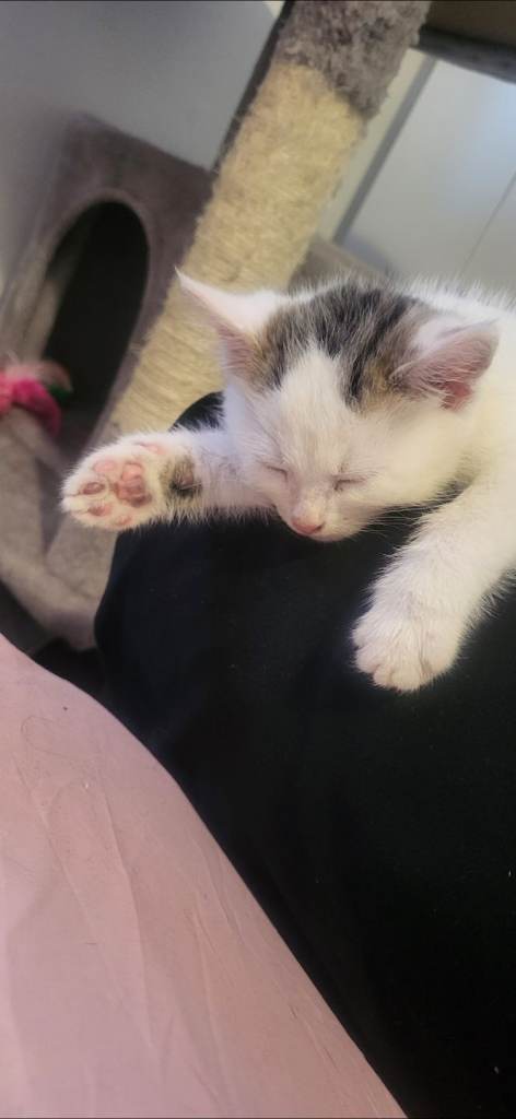 Male cat for rehoming 