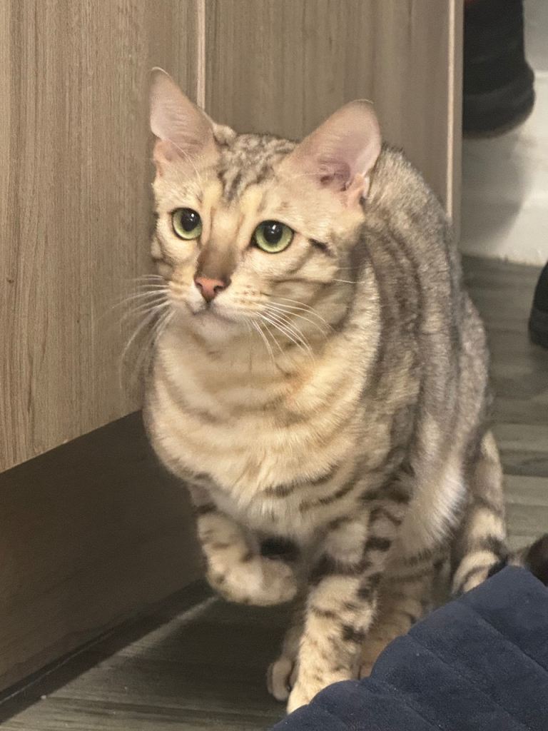 Stunning Snow Sepia 🐾🐆