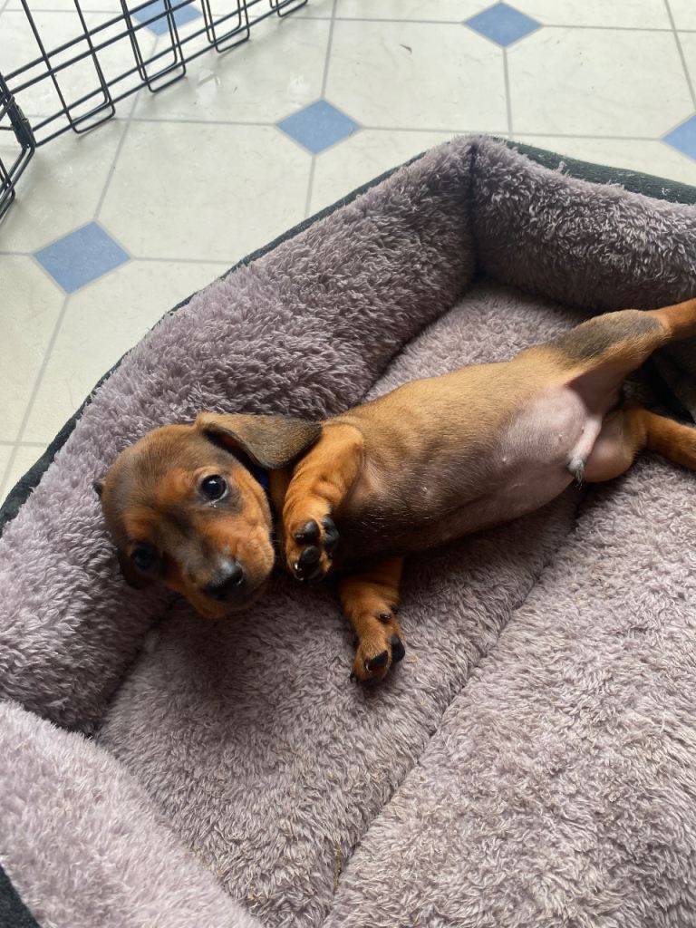 Miniature dachshund 