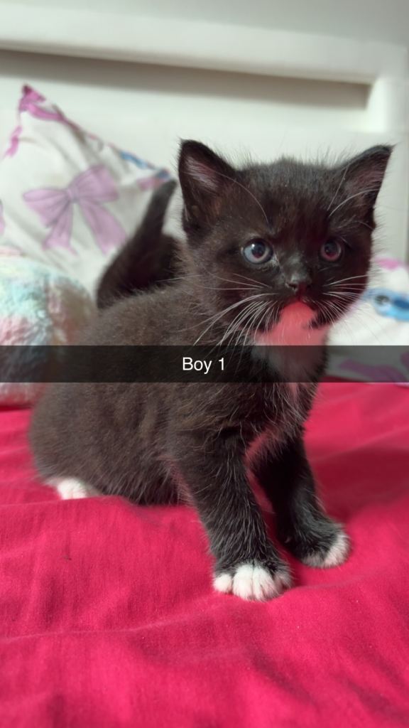 Kittens looking for forever home 