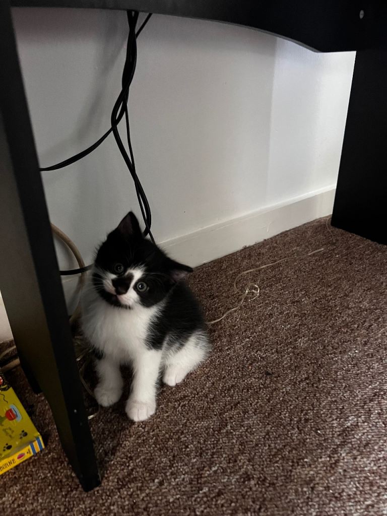 2 half British short haired kittens 