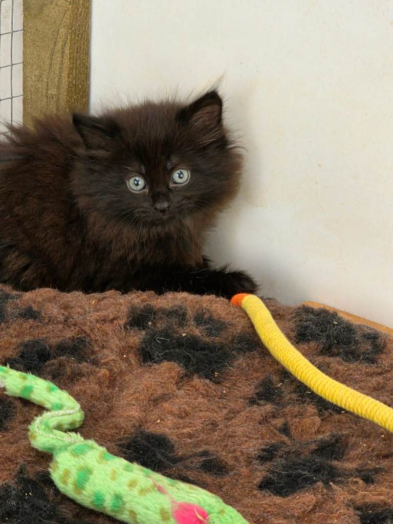 Maine coon polydactl kitten