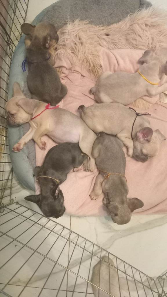 Beautiful French Bulldog Pups