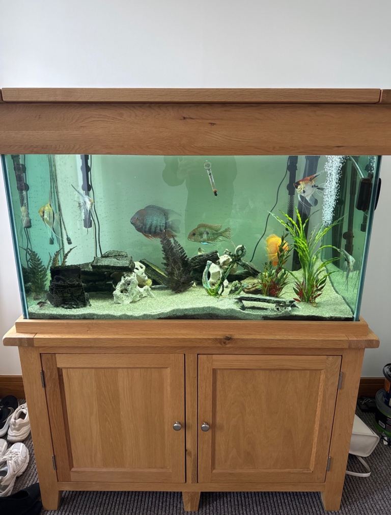 Tropical Fish - Cichlids, Severum, Geophagus, Angels, Corys