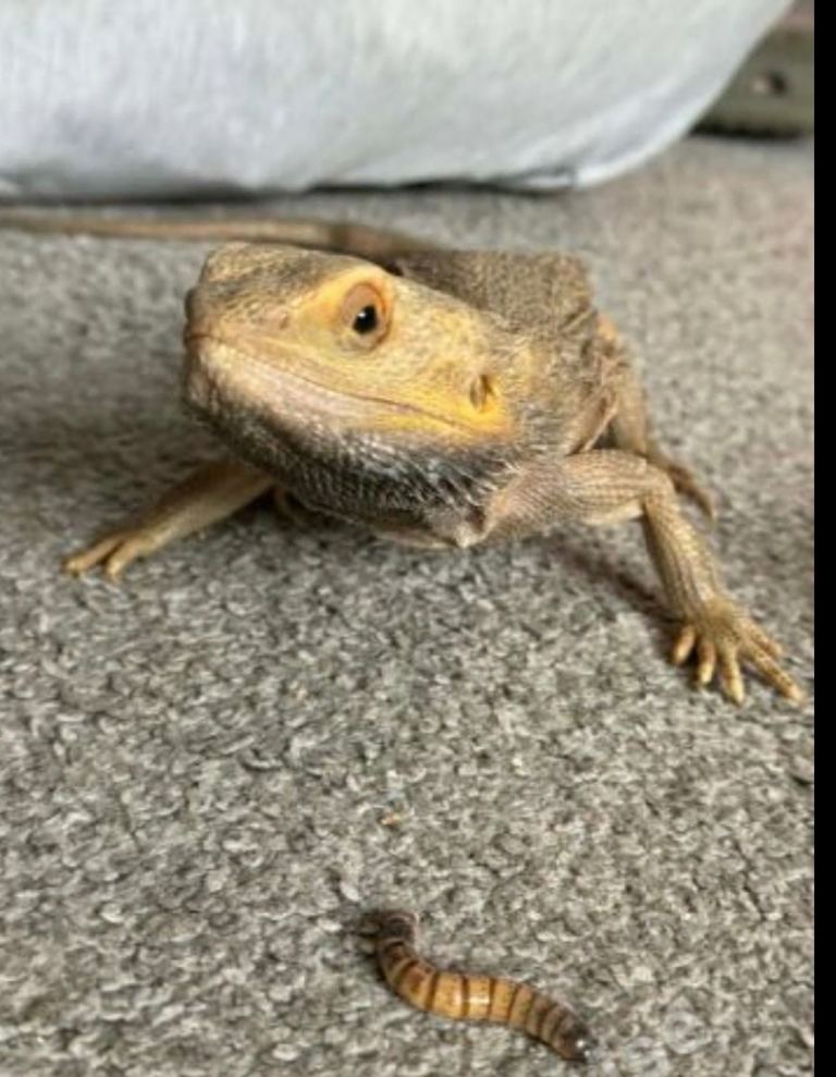 2 year old male bearded dragon 